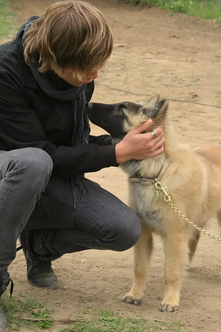Person kneeling to greet a young shepherd dog nose to nose
